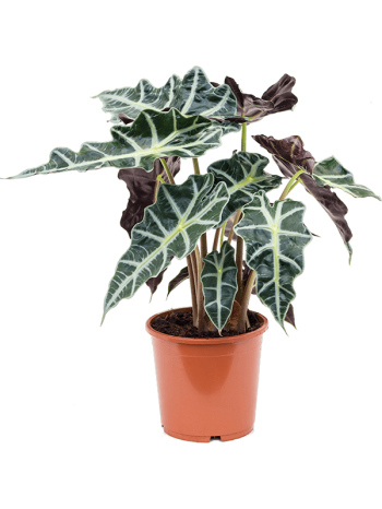 Alocasia polly 50 cm