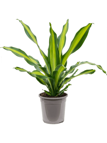 Dracaena burley 85 cm