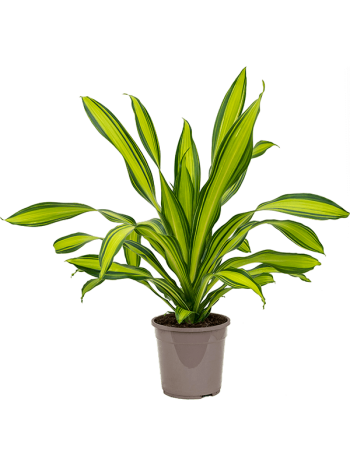 Dracaena charley 90 cm