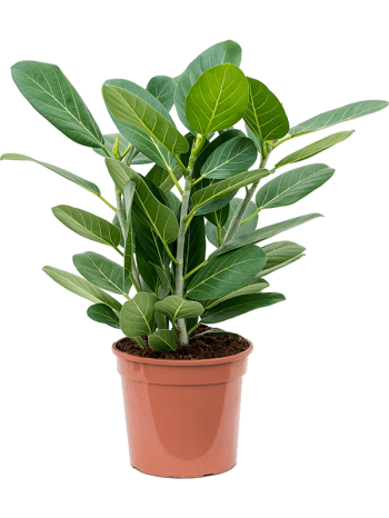 Ficus benghalensis audrey
