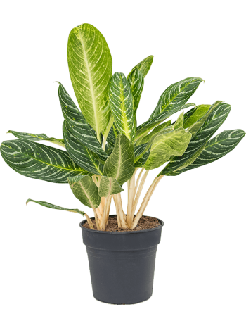 Aglaonema key lime 75 cm