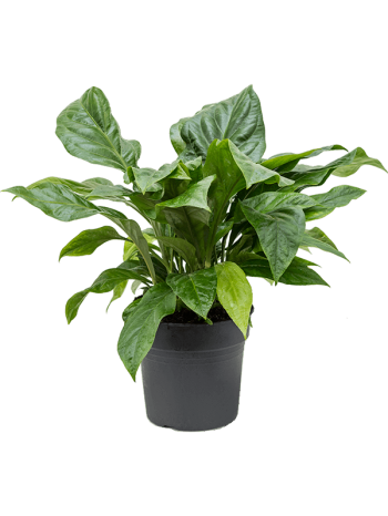 Anthurium jungle bush
