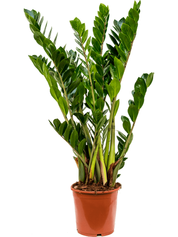 Zamioculcas zamiifolia