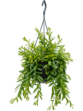 Aeschynanthus japhrolepis 55 cm