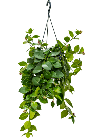 Aeschynanthus mona lisa 40 cm