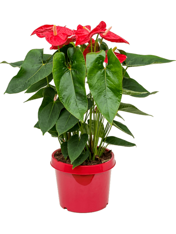 Anthurium dakota 85 cm