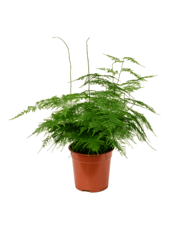 Asparagus plumosus 50 cm