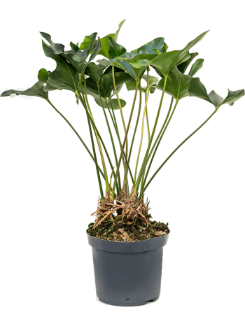 Anthurium Arrow 100 cm