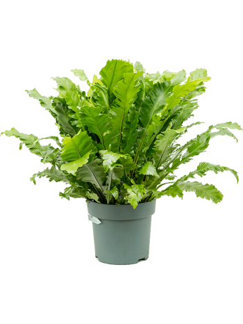 Asplenium green miracle 80 cm