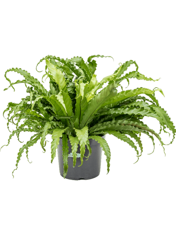 Asplenium osaka 65 cm