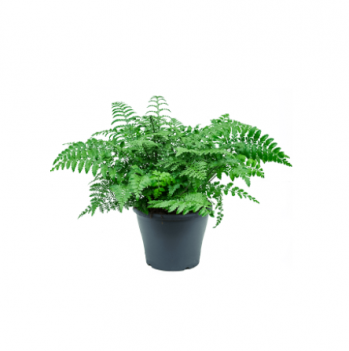 Asplenium parvati 45 cm