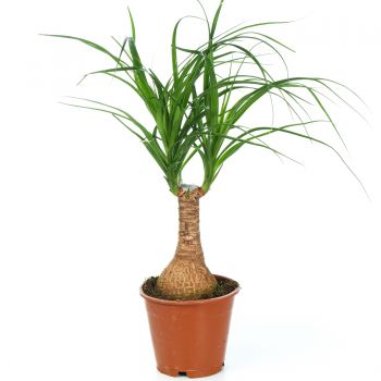 Beaucarnea recurvata (sloní noha)
