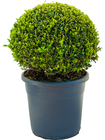 Buxus sempervirens