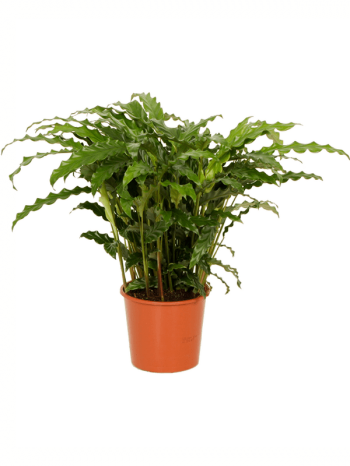 Calathea Bluegrass 50 cm