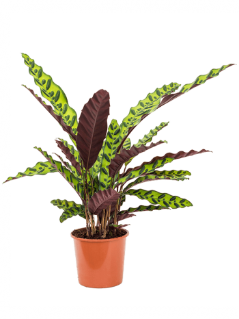 Calathea insignis 60 cm