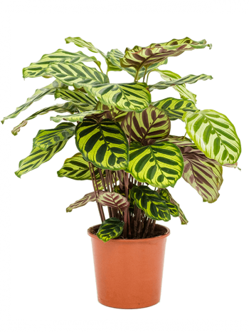 Calathea makoyana 50 cm