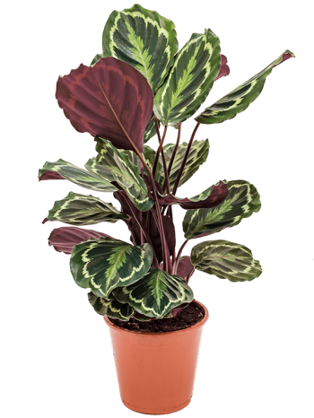 Calathea medallion 75 cm