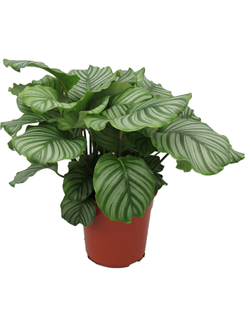 Calathea orbifolia dark 55 cm