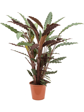 Calathea rufibarba wavestar 75 cm
