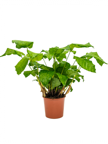 Calathea network 50 cm