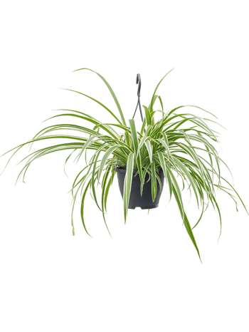 Chlorophytum comosum  60 cm