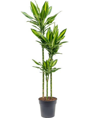 Dracaena cintho