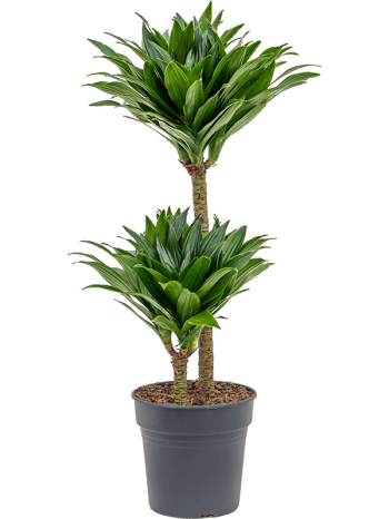 Dracaena compacta