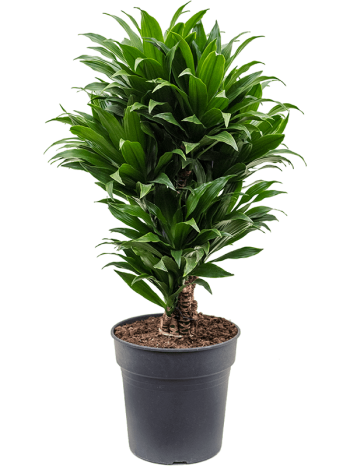 Dracaena compacta column