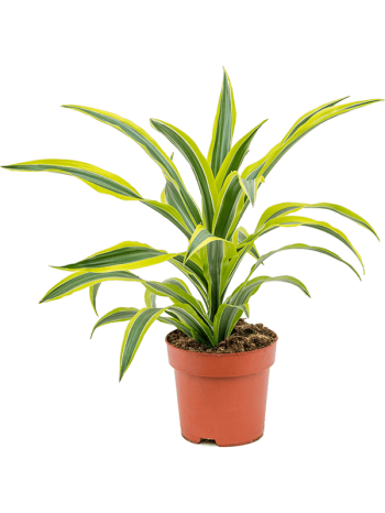 Dracaena lemon lime 50 cm