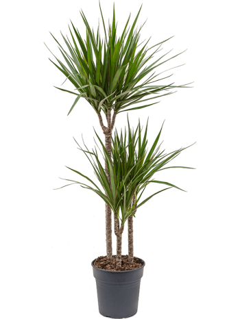 Dracaena marginata