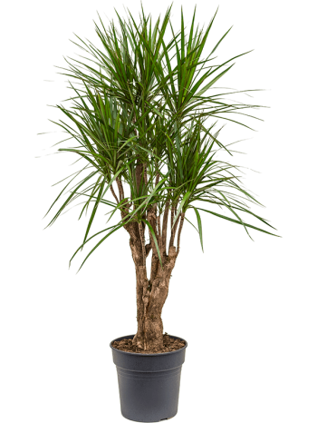 Dracaena marginata branched
