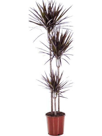 Dracaena magenta