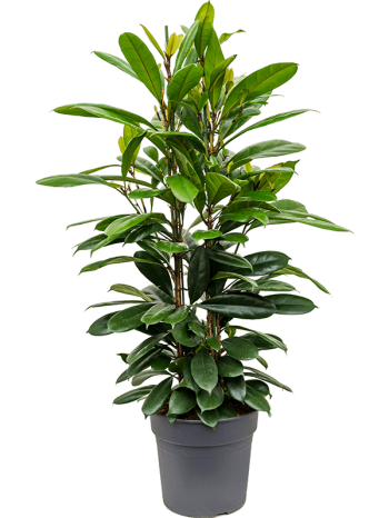 Ficus cyathistipula