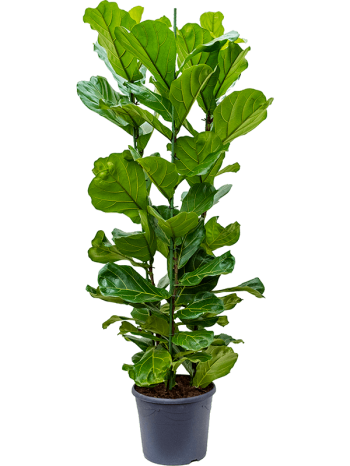 Ficus lyrata