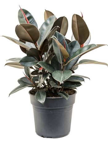 Ficus elastica abidjan