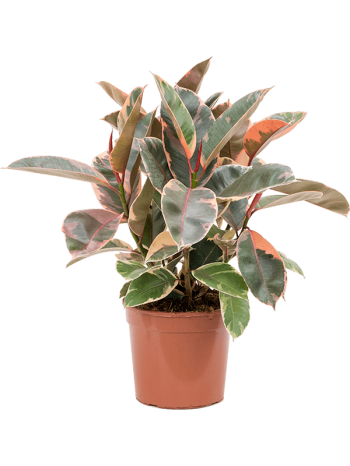 Ficus elastica belize 60 cm