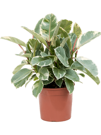 Ficus elastica tineke 60 cm