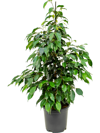 Ficus danielle