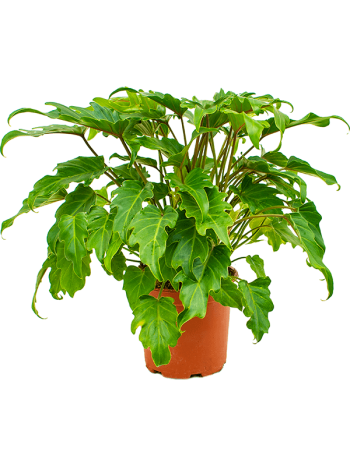 Philodendron xanadu