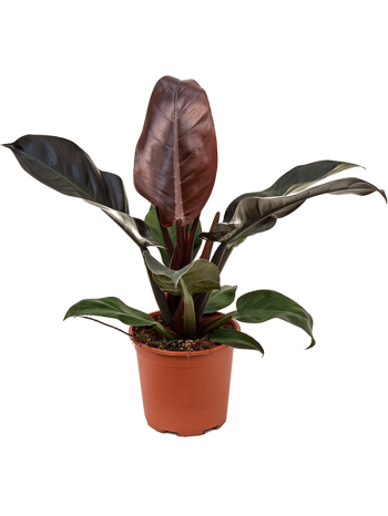 Philodendron imperial red