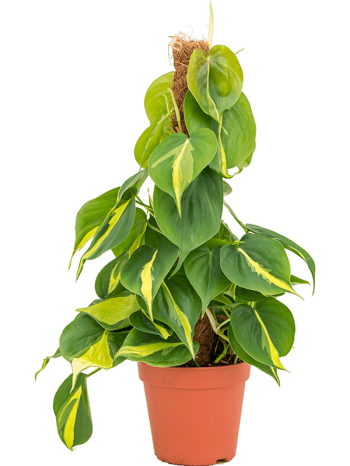 Philodendron grand brasil