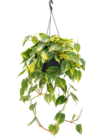 Philodendron grand brasil převislý 50 cm
