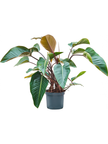 Philodendron red beauty