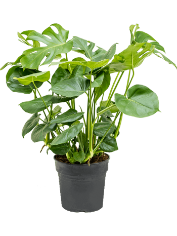 Monstera deliciosa