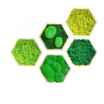 Mechový obraz hexagon