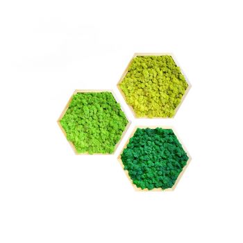 Mechový obraz hexagon lišejník - set 3 ks